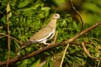Hrdlicka belavokridla - Zenaida asiatica - White-winged Dove 6411